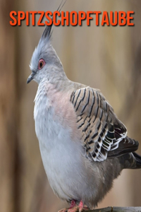 Spitzschopftaube