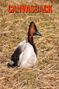 Canvasback