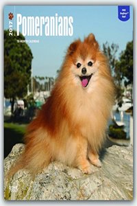 Pomeranians 2017 18M
