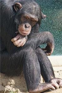 Mom, I'm Bored. Common Chimpanzee (Pan troglodytes) Journal