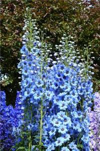 Larkspur Blooming in the Garden Flower Journal