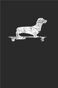 Dachshund On Skateboard