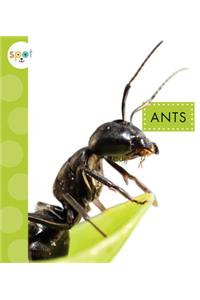Ants