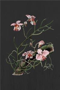 Meine Orchideensammlung