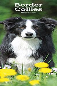 BORDER COLLIES 2020 SLIM CALENDAR