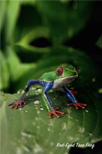 Red-Eyed Tree Frog