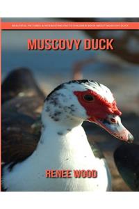 Muscovy Duck