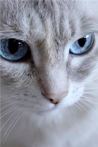 Beautiful Cat Up Close Journal
