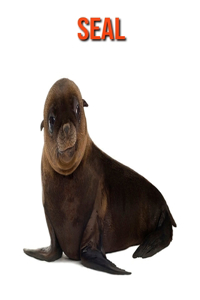 Seal