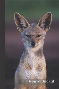 Kenya Jackal