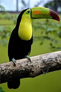 Toucan journal