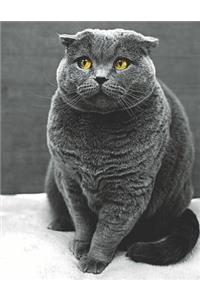 Scottish Fold Cat