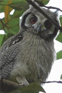 Eurasian Scops Owl Journal