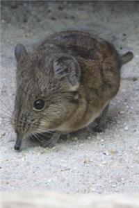 Short-Eared Elephant Shrew Journal: 150 Page Lined Notebook/Diary