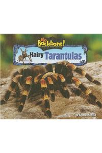 Hairy Tarantulas