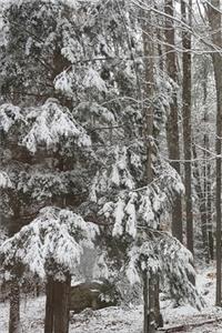 2020 Weekly Planner Winter Photo Snow Covered Evergreen Branches 134 Pages