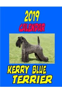 2019 Calendar Kerry Blue Terrier