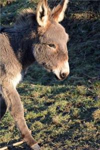 Such a Precious Baby Donkey Journal