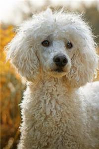 White Poodle Dog Portrait Journal