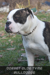 Dorset Olde Tyme Bulldogge