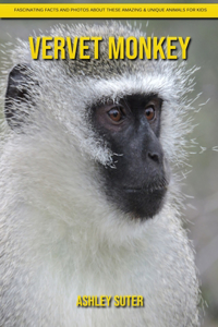 Vervet Monkey