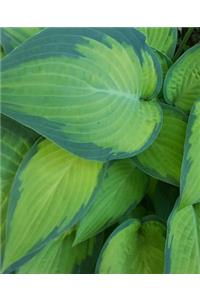 Pretty Hosta Leaves School Composition Book