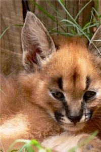 Caracal Kitten Journal