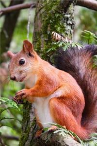 Woodland Squirrel