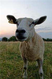 Curious Shorn Sheep in a Meadow Journal