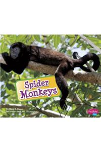 Spider Monkeys