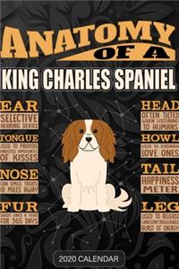 Anatomy Of A King Charles Spaniel