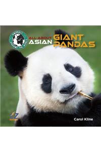 All about Asian Giant Pandas