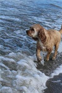 American Water Spaniel Playing at the Ocean Journal