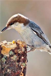 Brown-headed Nuthatch (Sitta Pusilla) Bird Journal