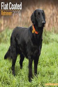 Flat Coated Retriever Calendar 2020