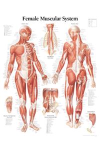 Muscular System with Female Figure Paper Poster