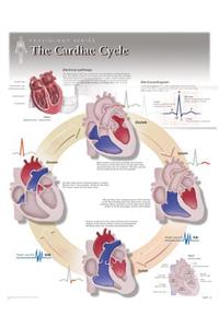 Cardiac Cycle Wall Chart