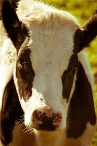 Brown and White Cow in the Meadow Journal