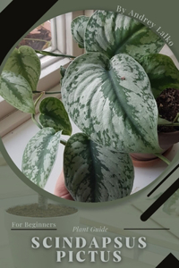 Scindapsus Pictus