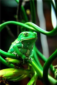 Green Frog