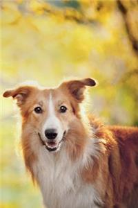 Border Collie September Notebook & Journal. Productivity Work Planner & Idea Notepad: Brainstorm Thoughts, Self Discovery, to Do List