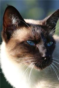 Siamese Cat Journal 