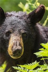 American Black Bear (Ursus americanus) Portrait Journal