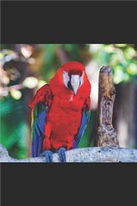 Parrot