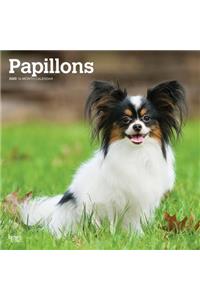 PAPILLONS 2020 SQUARE WALL CALENDAR