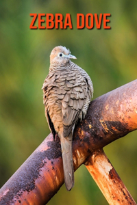 Zebra Dove