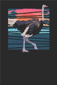Ostrich Africa Landscape