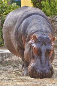 Hippopotamus Journal