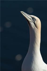 A Lovely Northern Gannet Morus bassanus Helgoland Seabird Journal