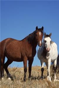 2020 Daily Planner Horse Photo Equine Buddies 388 Pages
